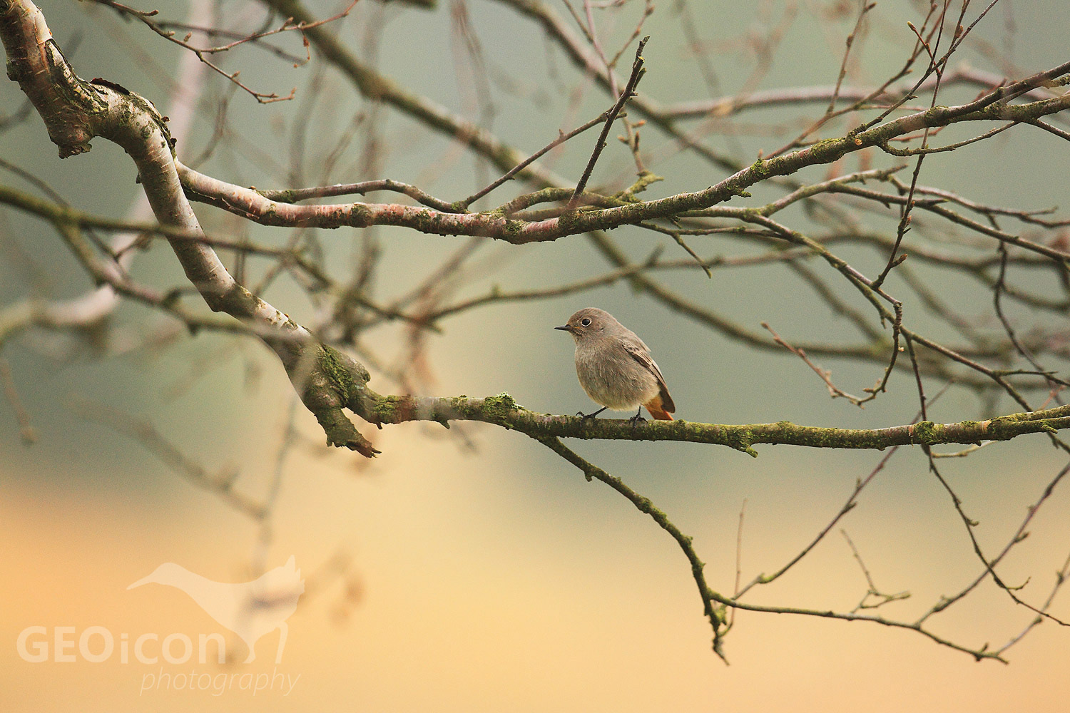 Black redstart / rehek domácí (Phoenicurus ochruros)