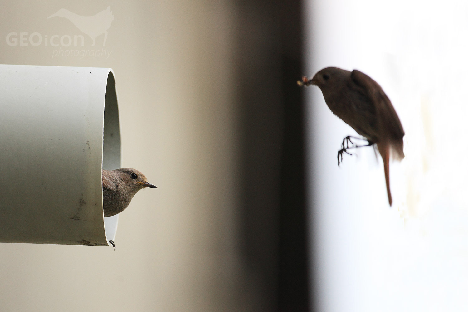 Black redstart / rehek domácí (Phoenicurus ochruros)
