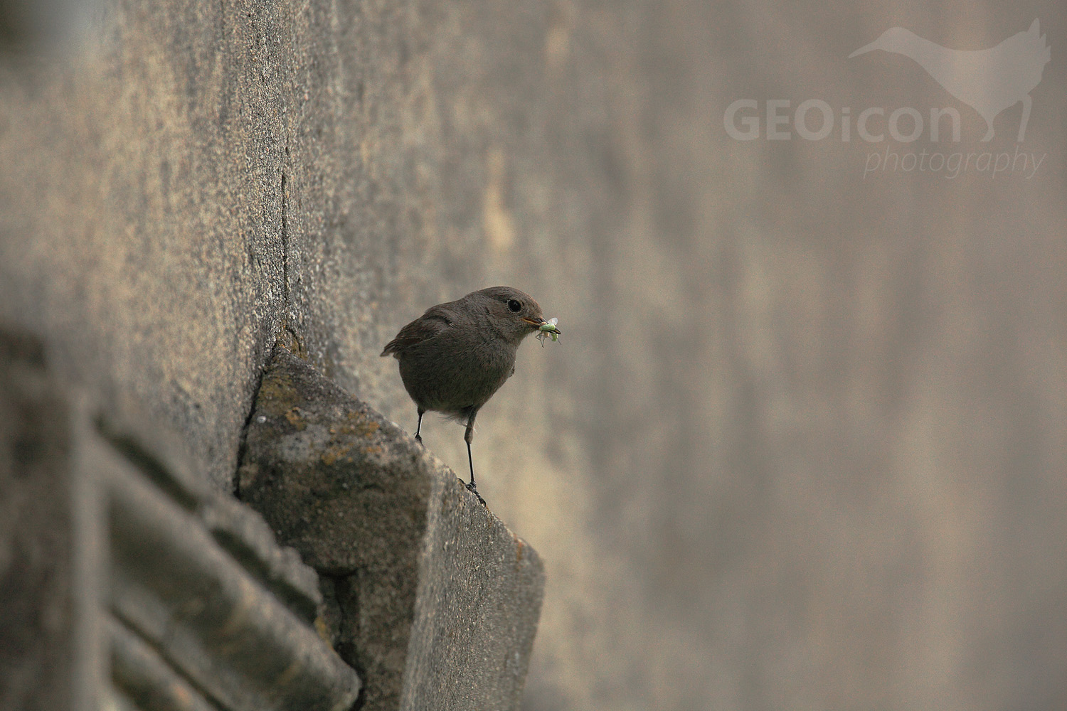 Black redstart / rehek domácí (Phoenicurus ochruros)