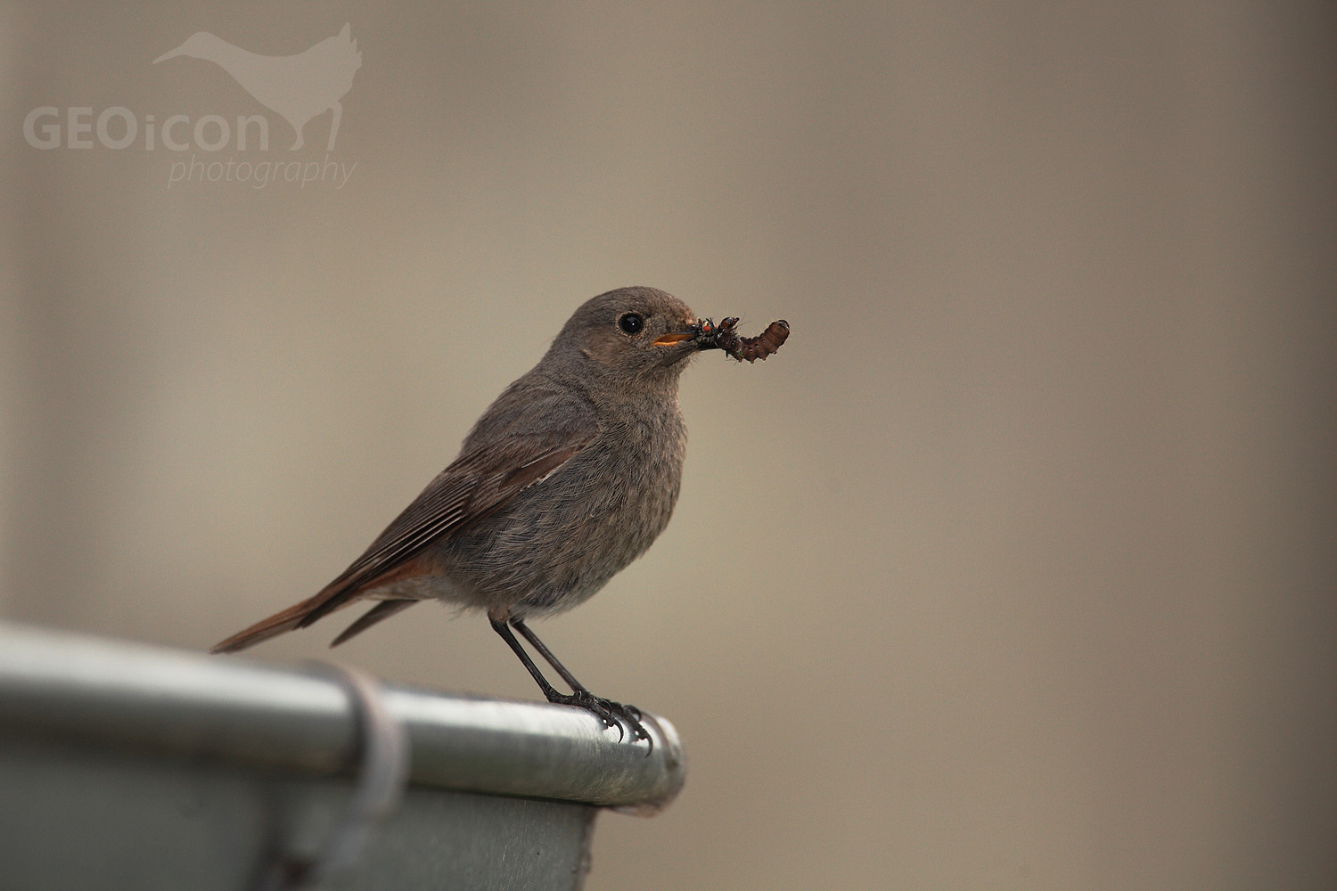 Black redstart / rehek domácí (Phoenicurus ochruros)