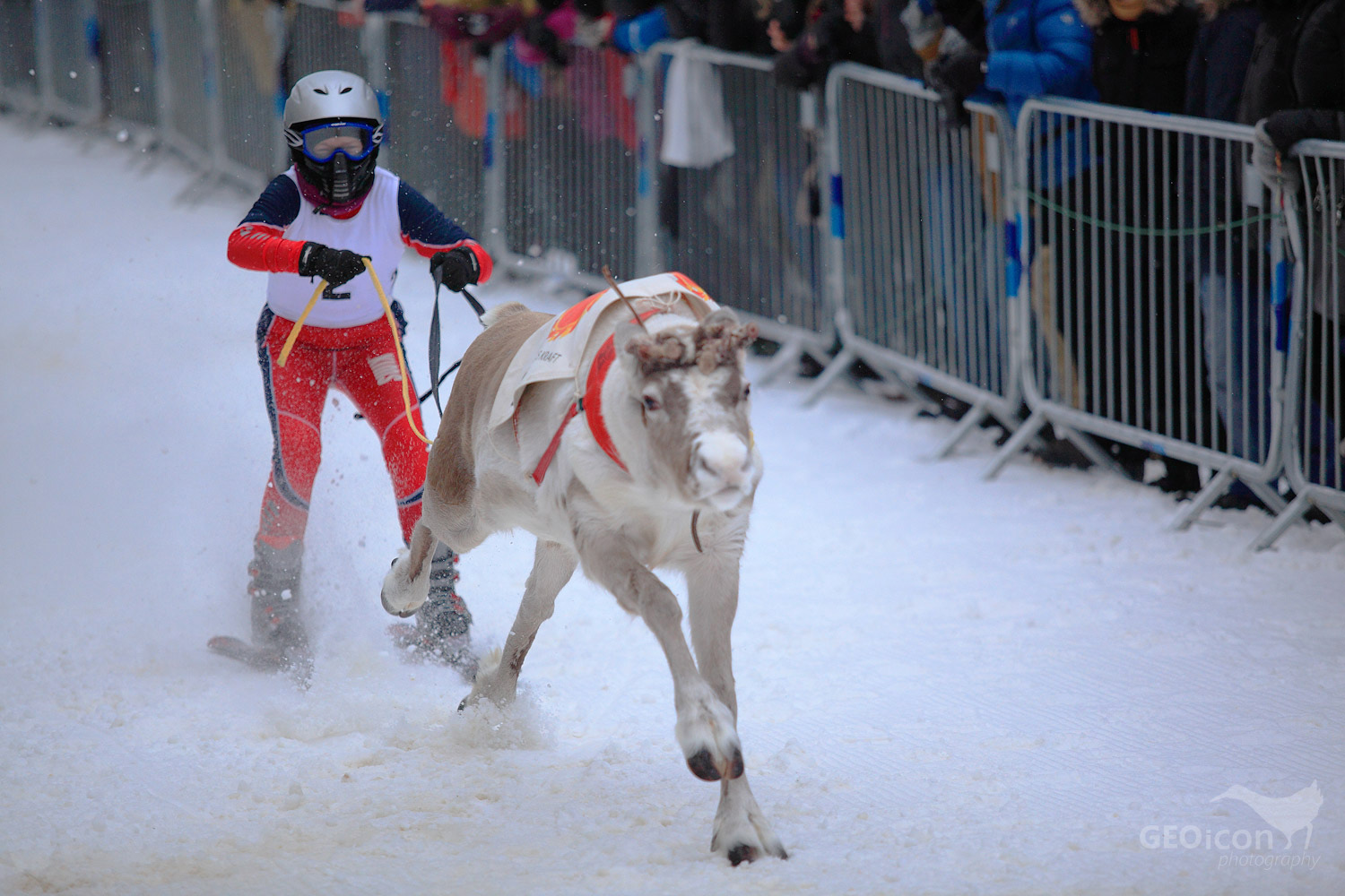 Reideer races in Tronso
