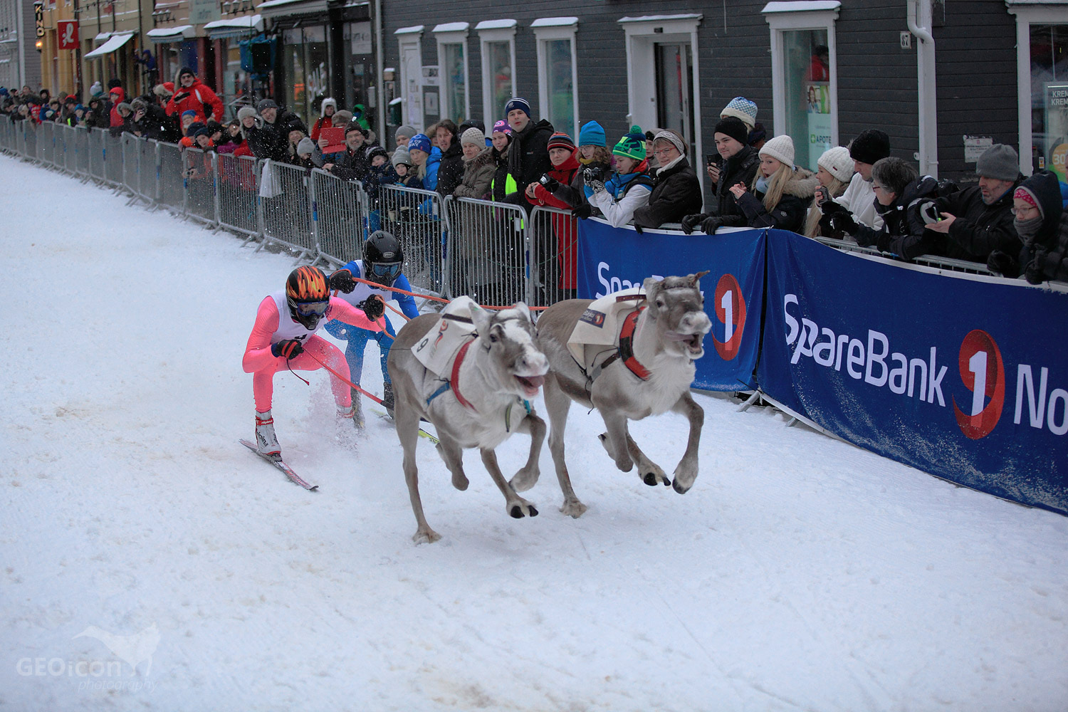 Reideer races in Tronso