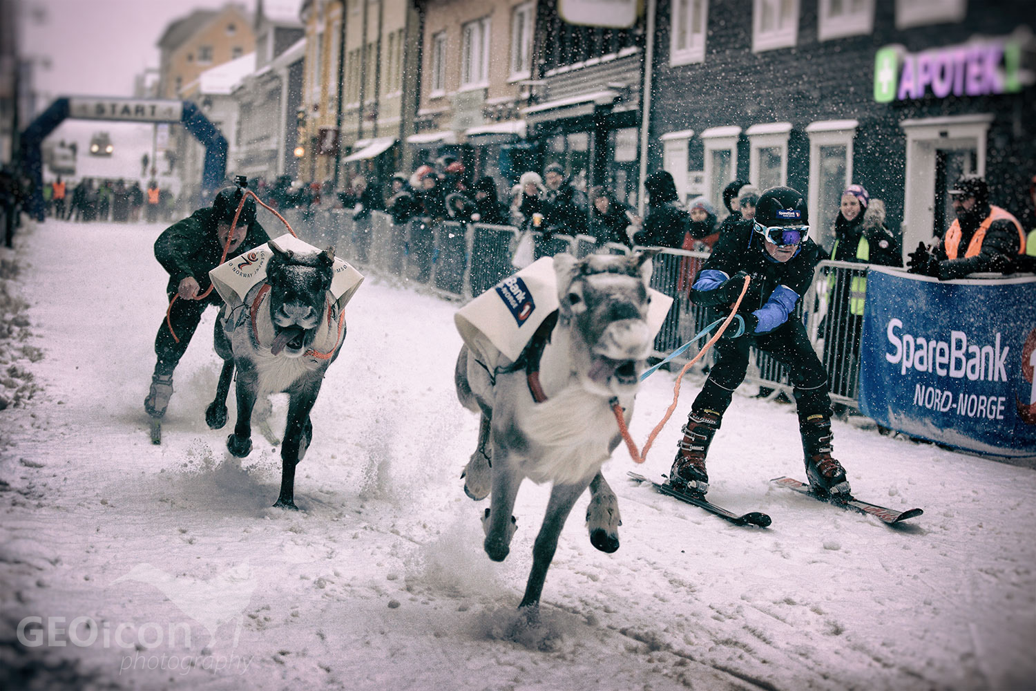 Reideer races in Tronso