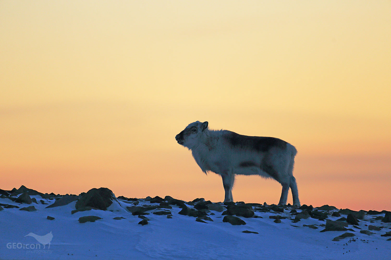 Reindeer / sob polární (Rangifer tarandus platyrhynchus)