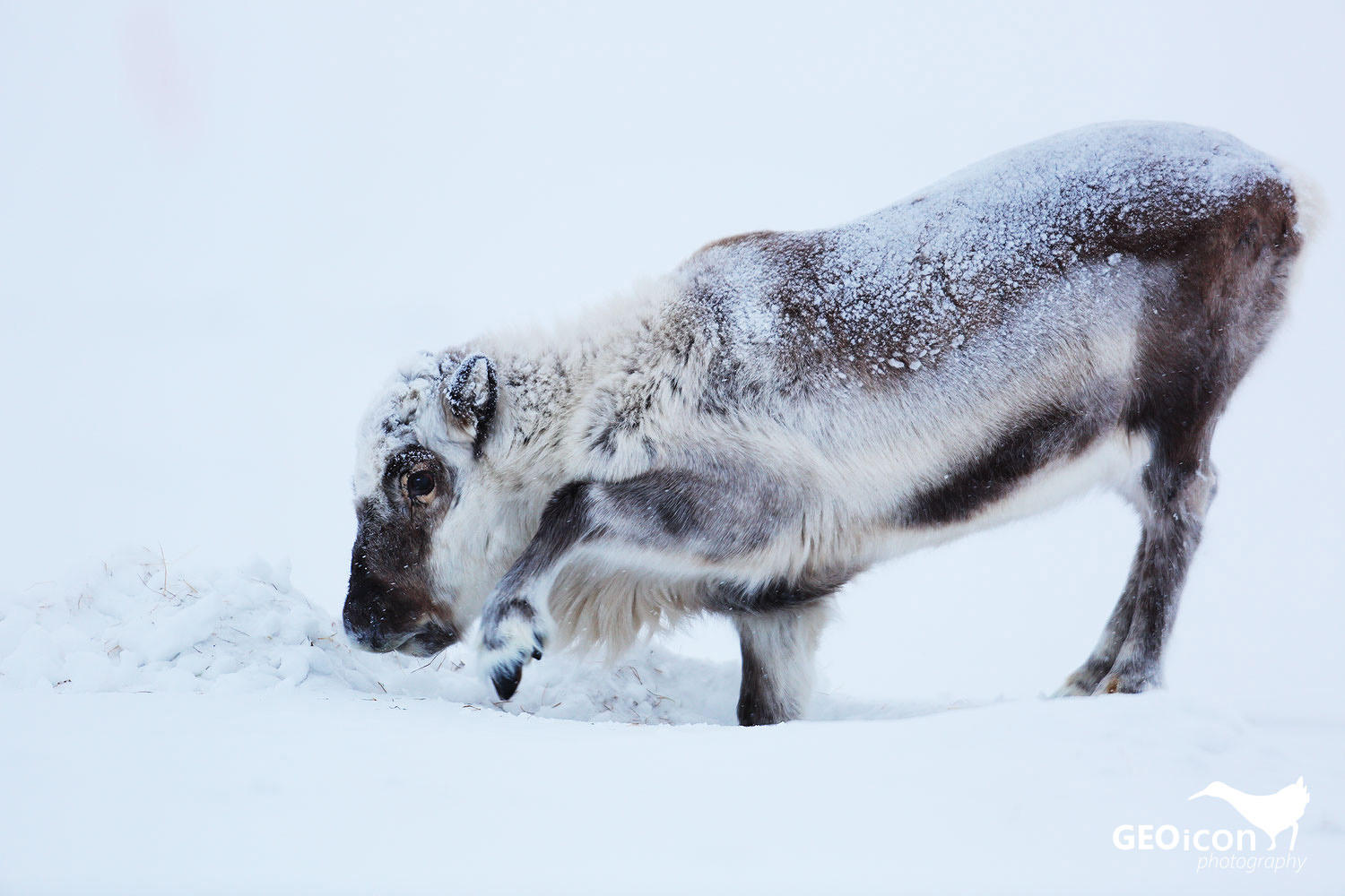 Reindeer / sob polární (Rangifer tarandus platyrhynchus)