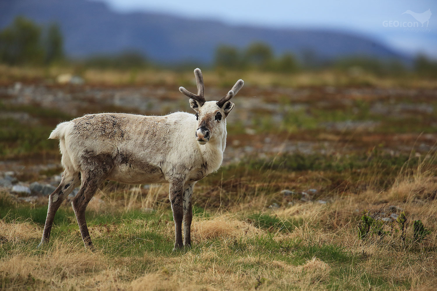 Reindeer / sob polární (Rangifer tarandus)