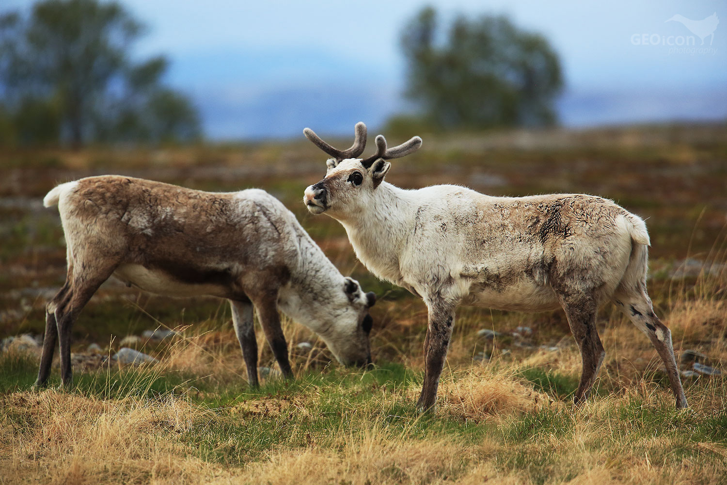 Reindeer / sob polární (Rangifer tarandus)