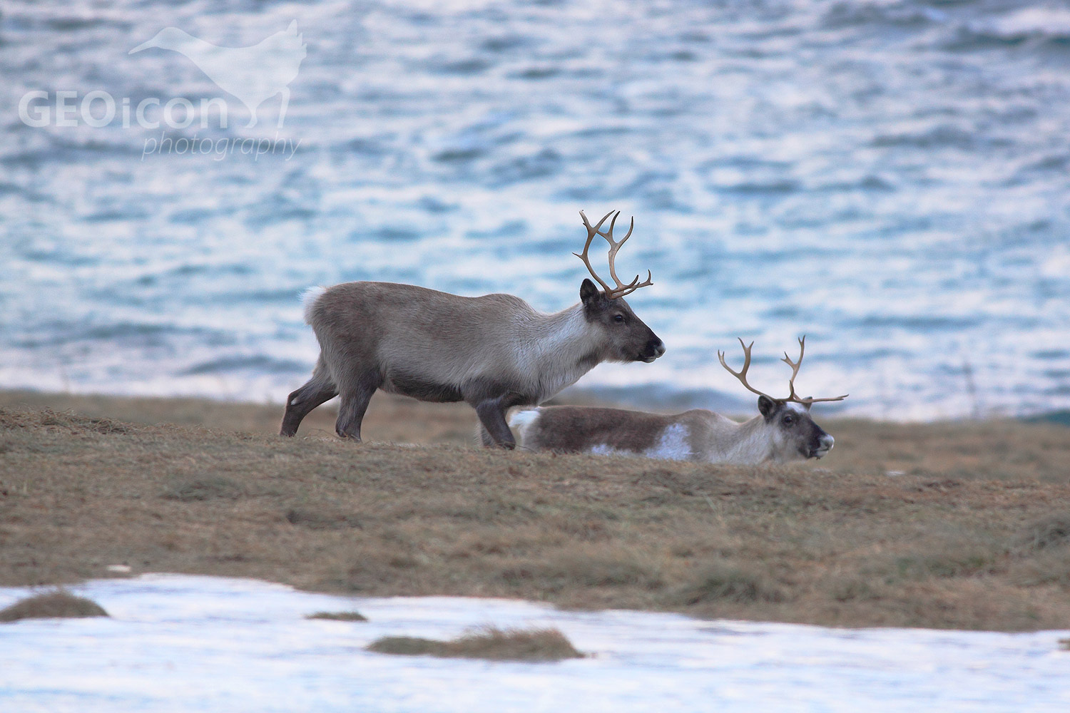 Reindeer / sob polární (Rangifer tarandus)