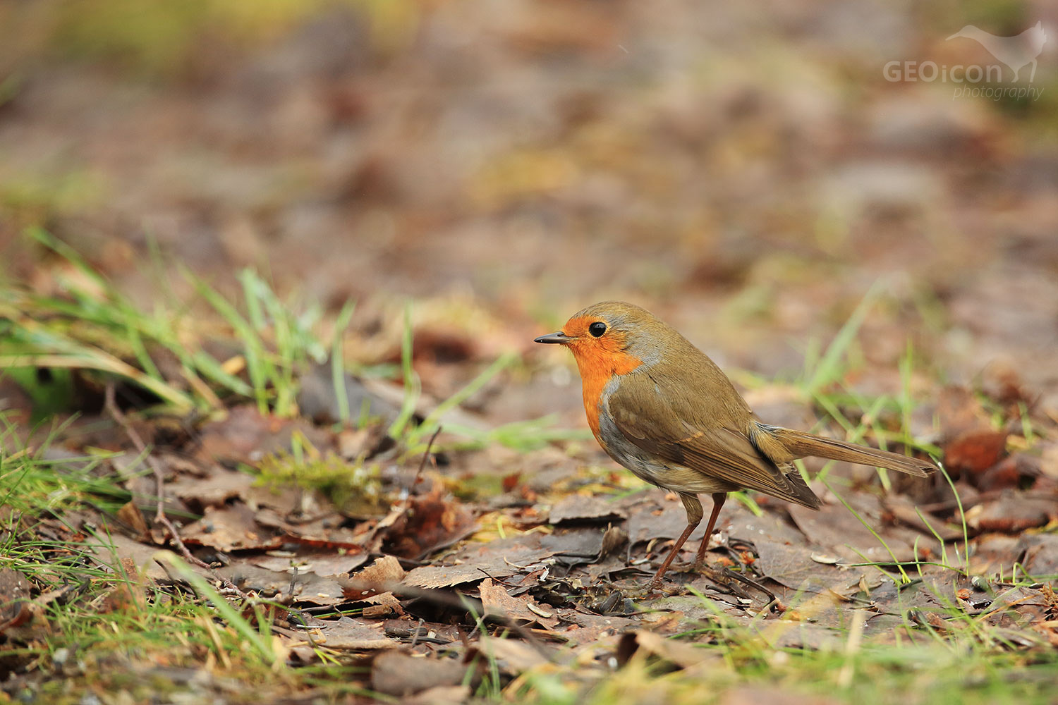 Robin / červenka obecná (Erithacus rubecula)