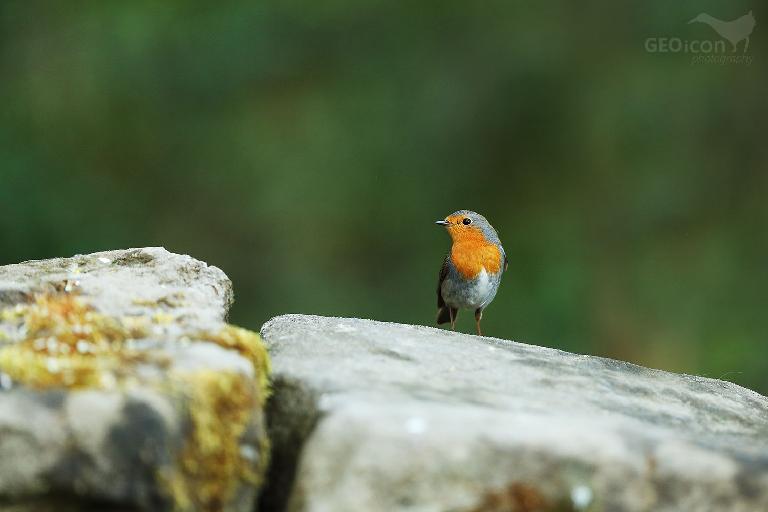 Robin / červenka obecná (Erithacus rubecula)