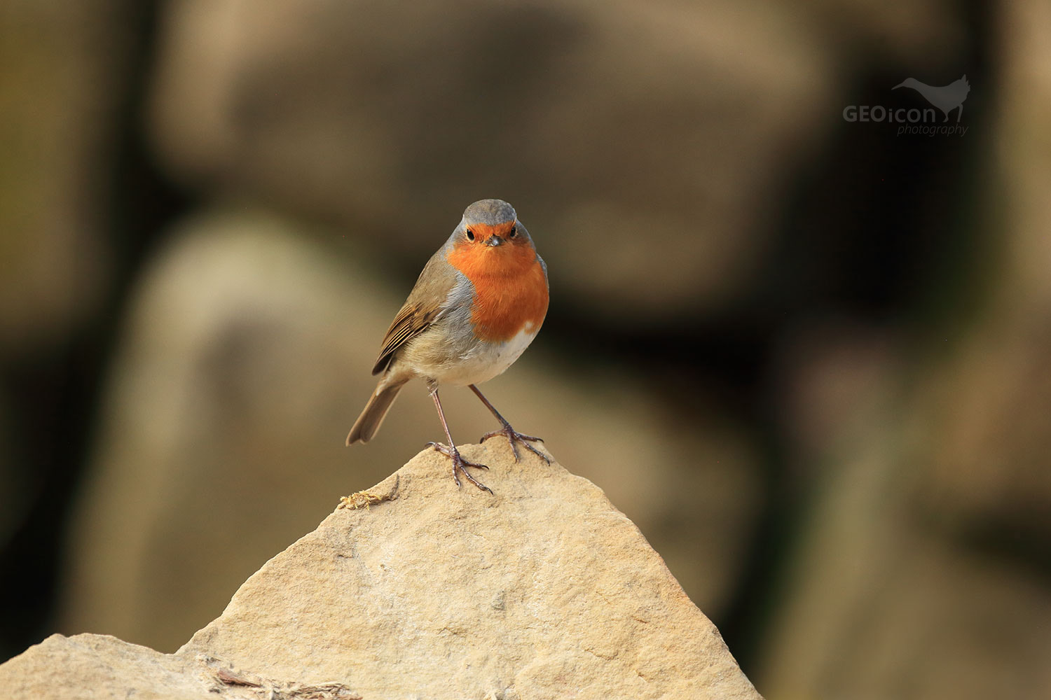 Robin / červenka obecná (Erithacus rubecula)