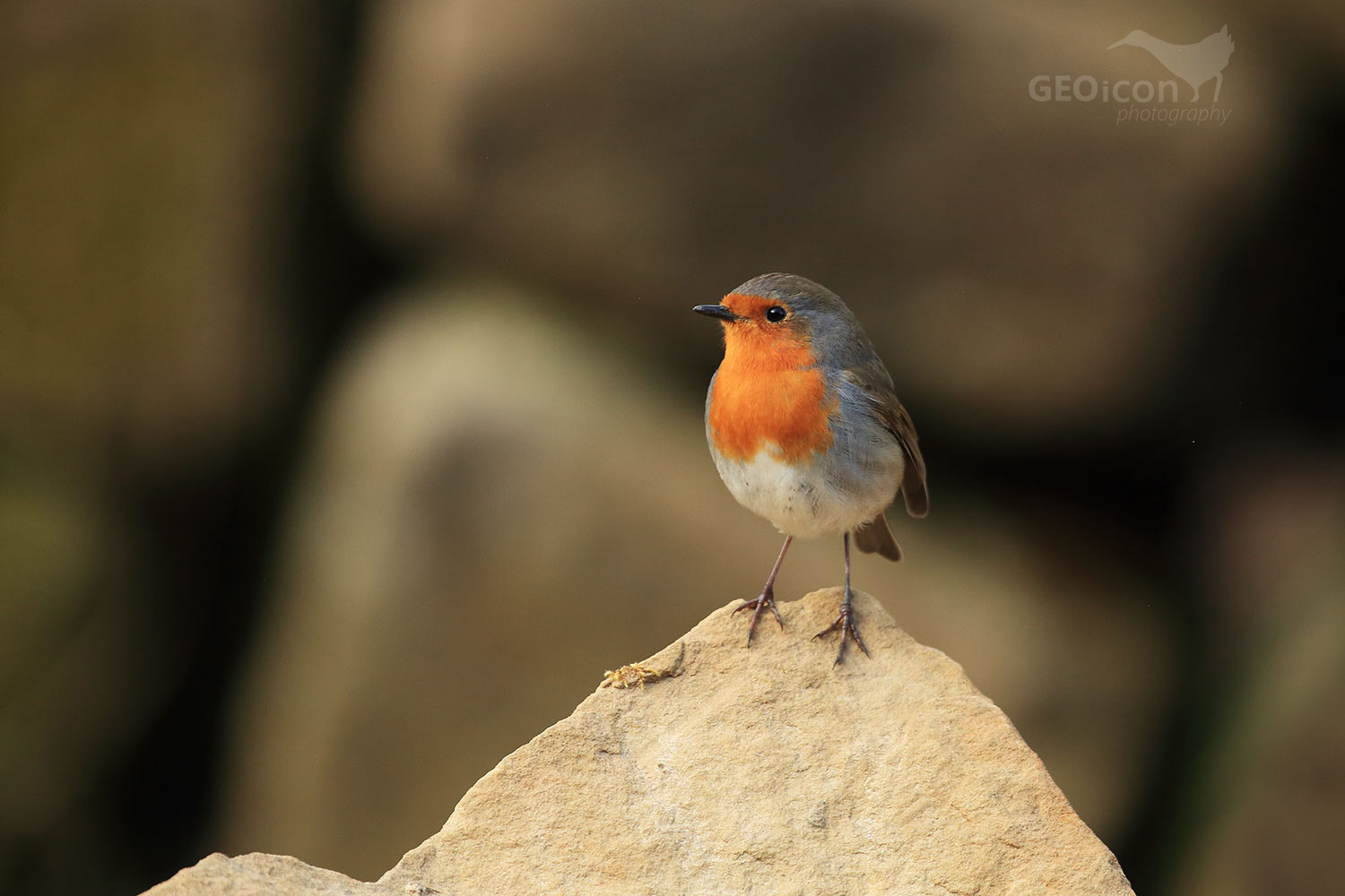 Robin / červenka obecná (Erithacus rubecula)