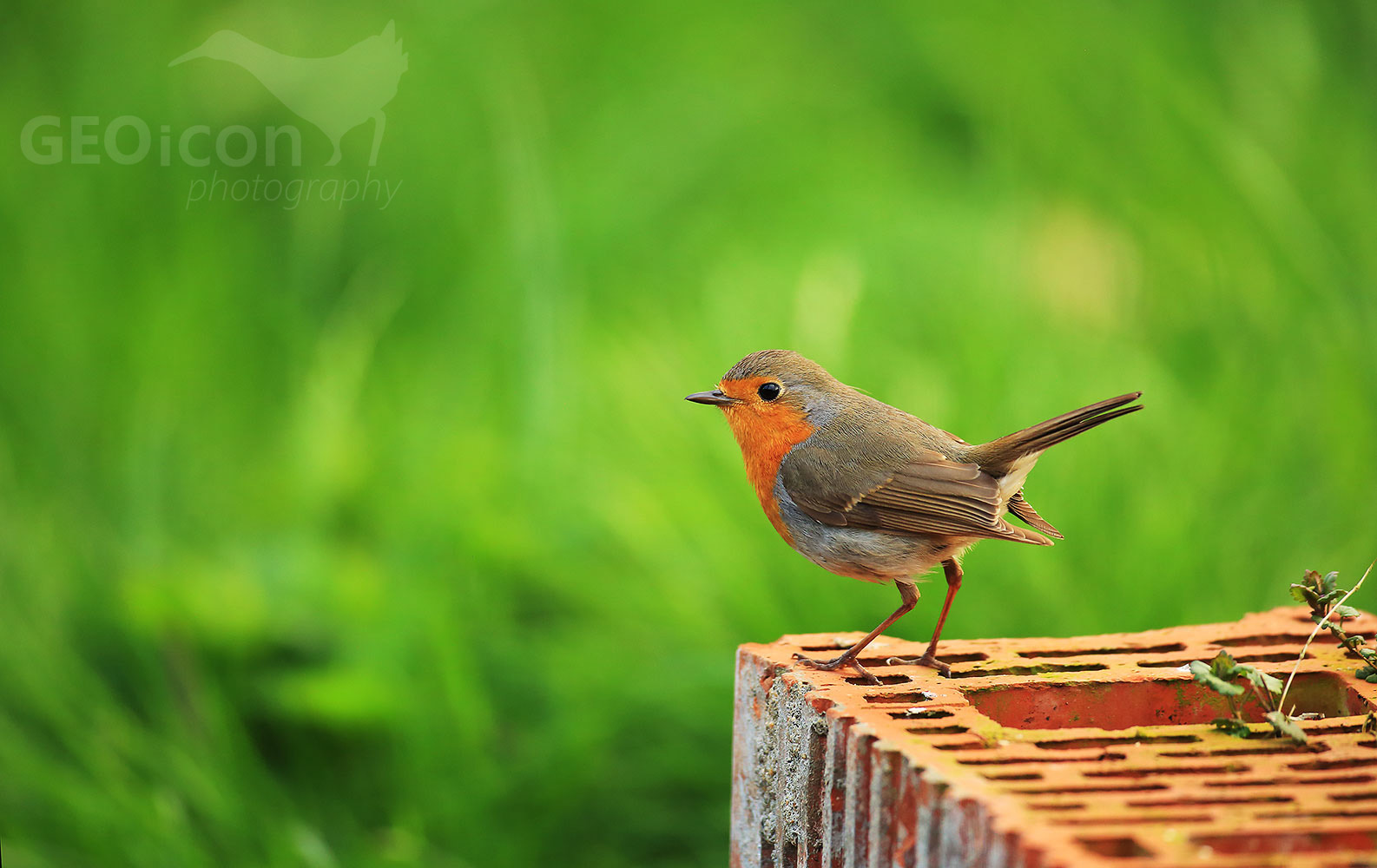 Robin / červenka obecná (Erithacus rubecula)
