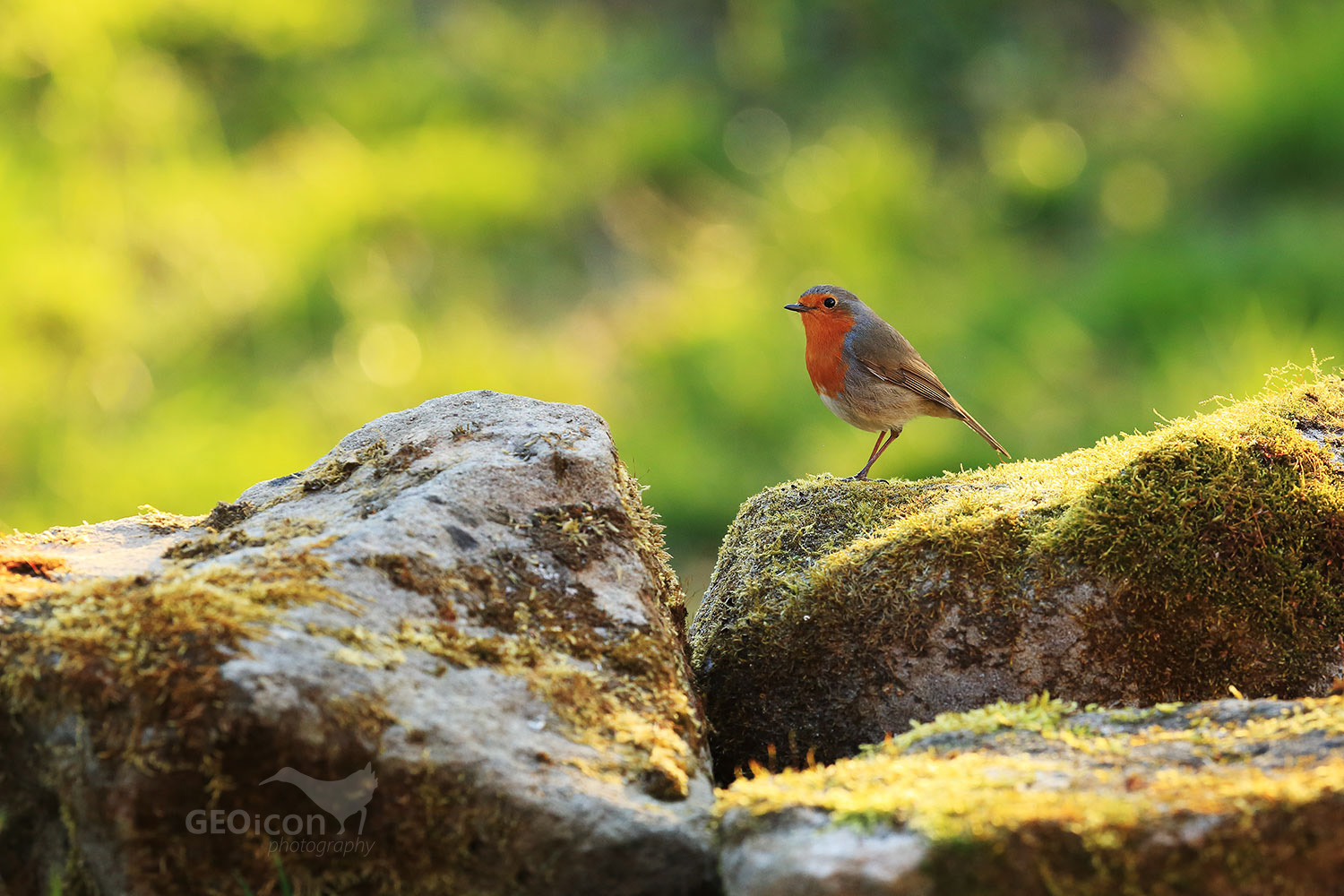 Robin / červenka obecná (Erithacus rubecula)