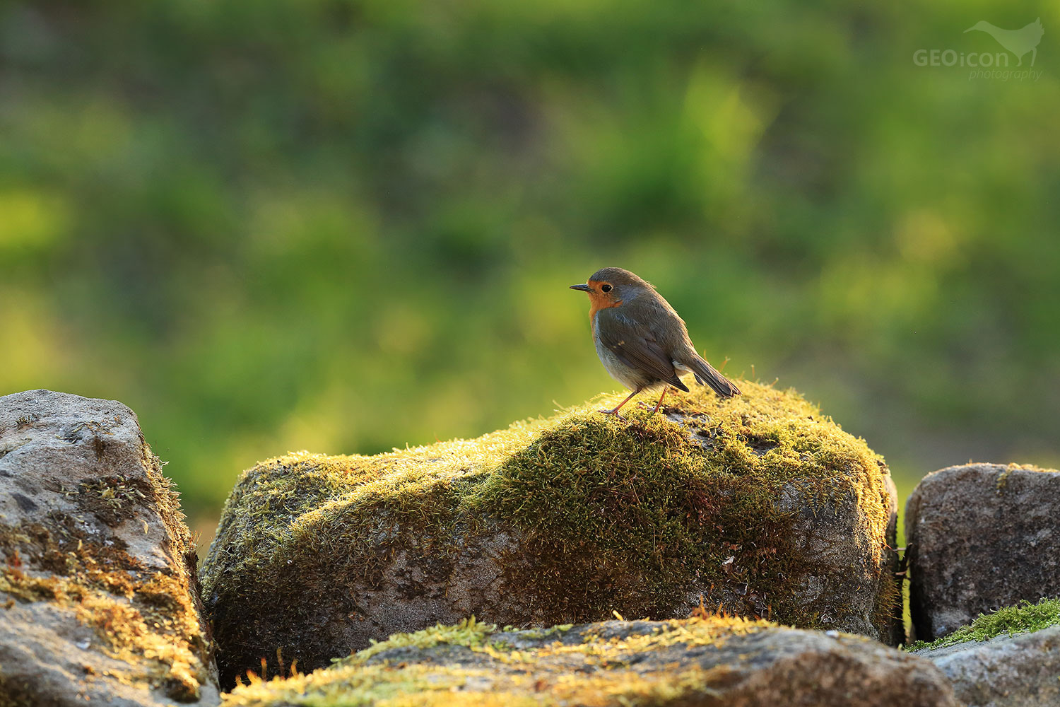 Robin / červenka obecná (Erithacus rubecula)