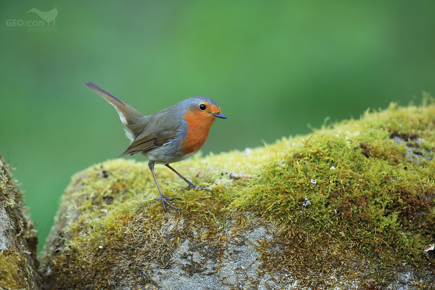 Robin / červenka obecná (Erithacus rubecula)