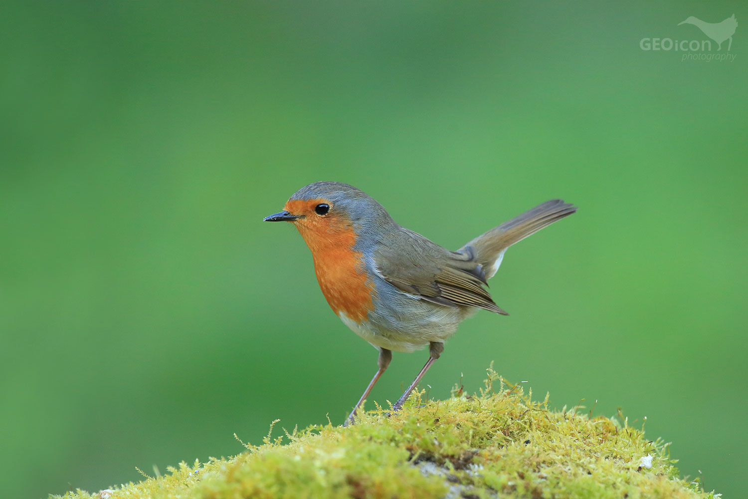 Robin / červenka obecná (Erithacus rubecula)