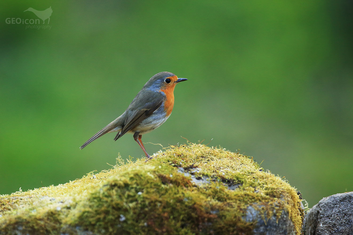Robin / červenka obecná (Erithacus rubecula)