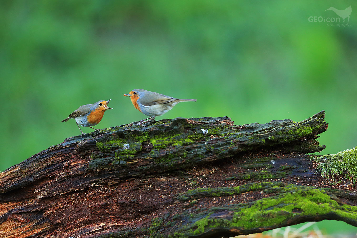 Robin / červenka obecná (Erithacus rubecula)