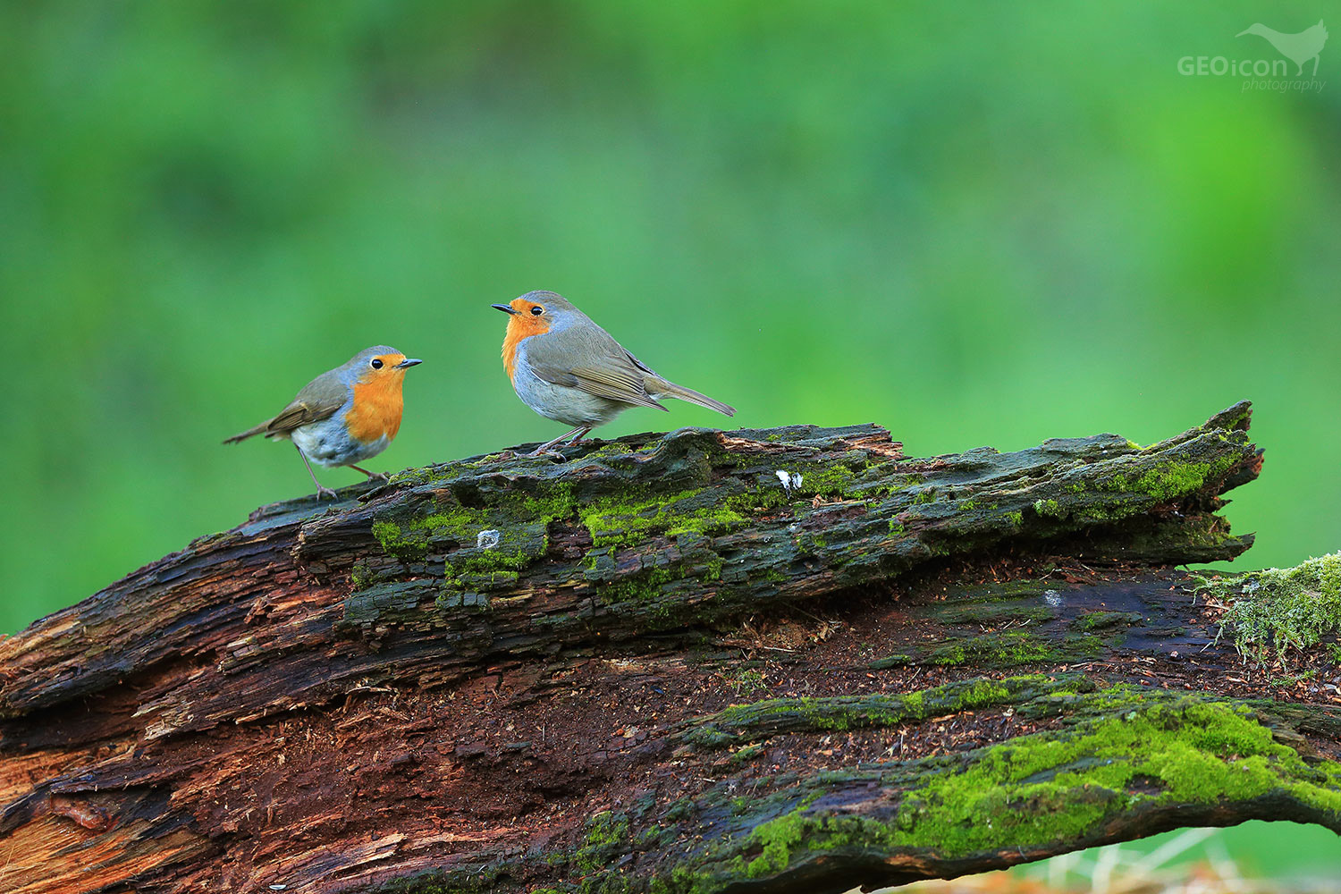 Robin / červenka obecná (Erithacus rubecula)