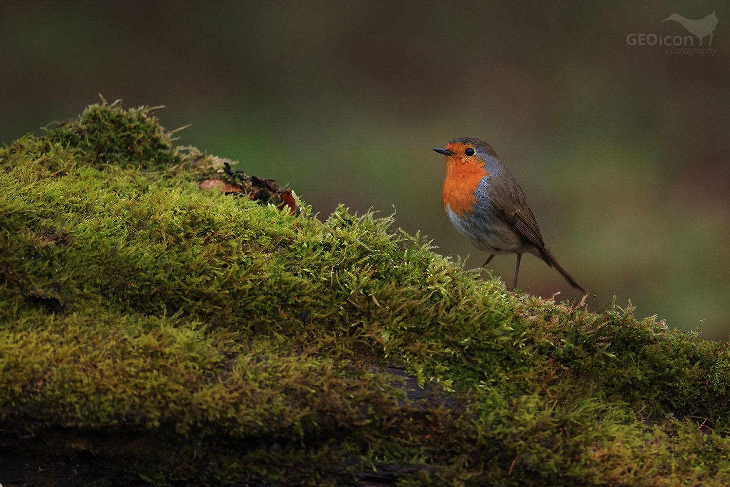 Robin / červenka obecná (Erithacus rubecula)