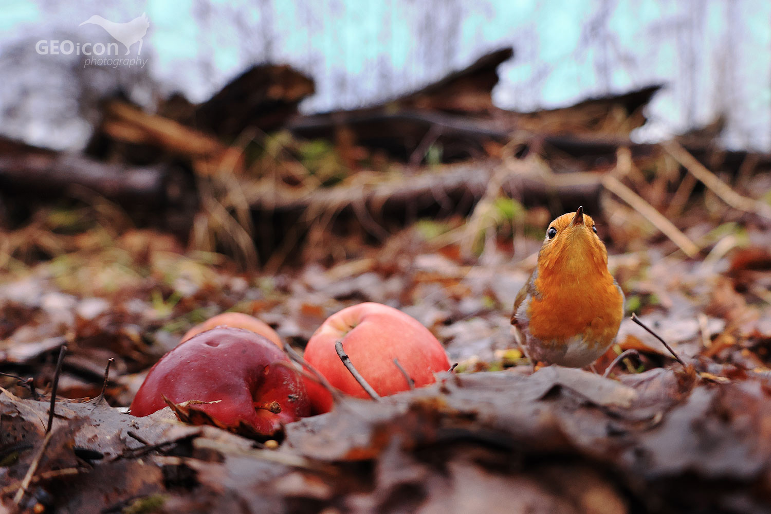 Robin / červenka obecná (Erithacus rubecula)