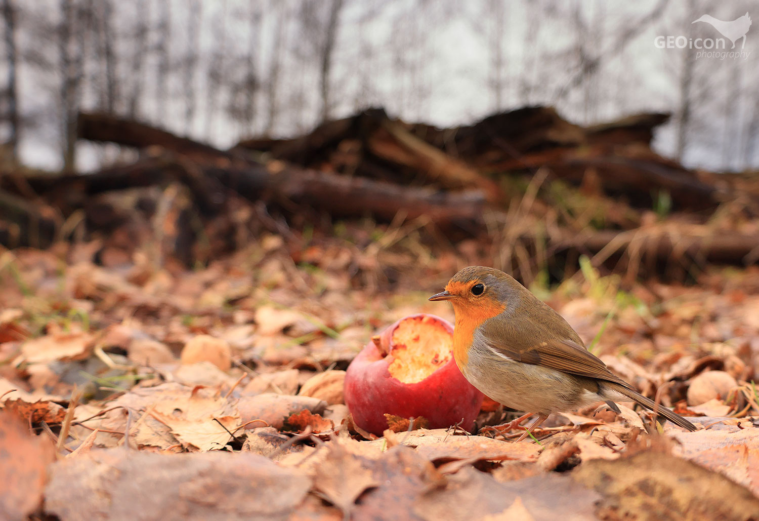 Robin / červenka obecná (Erithacus rubecula)