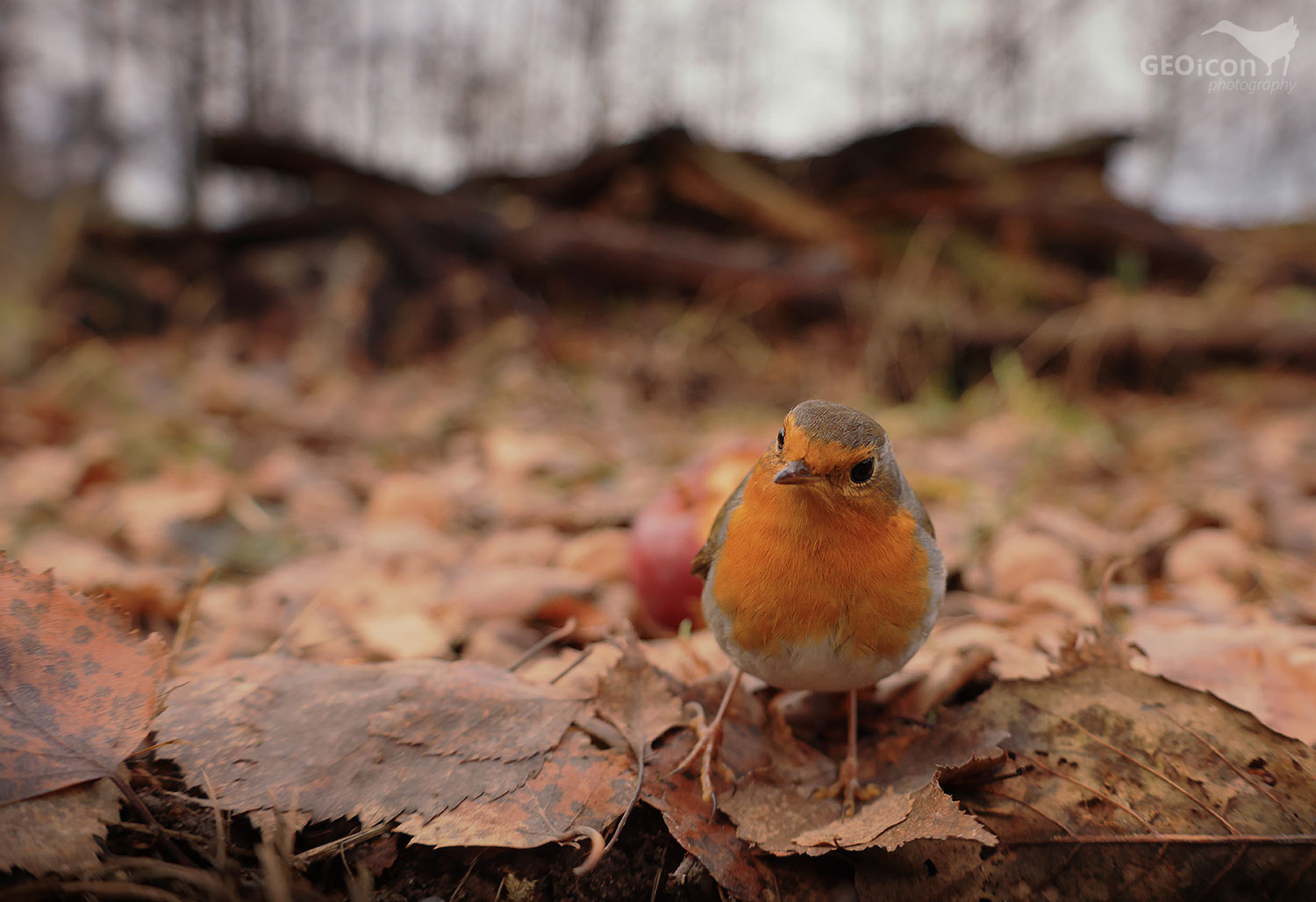 Robin / červenka obecná (Erithacus rubecula)