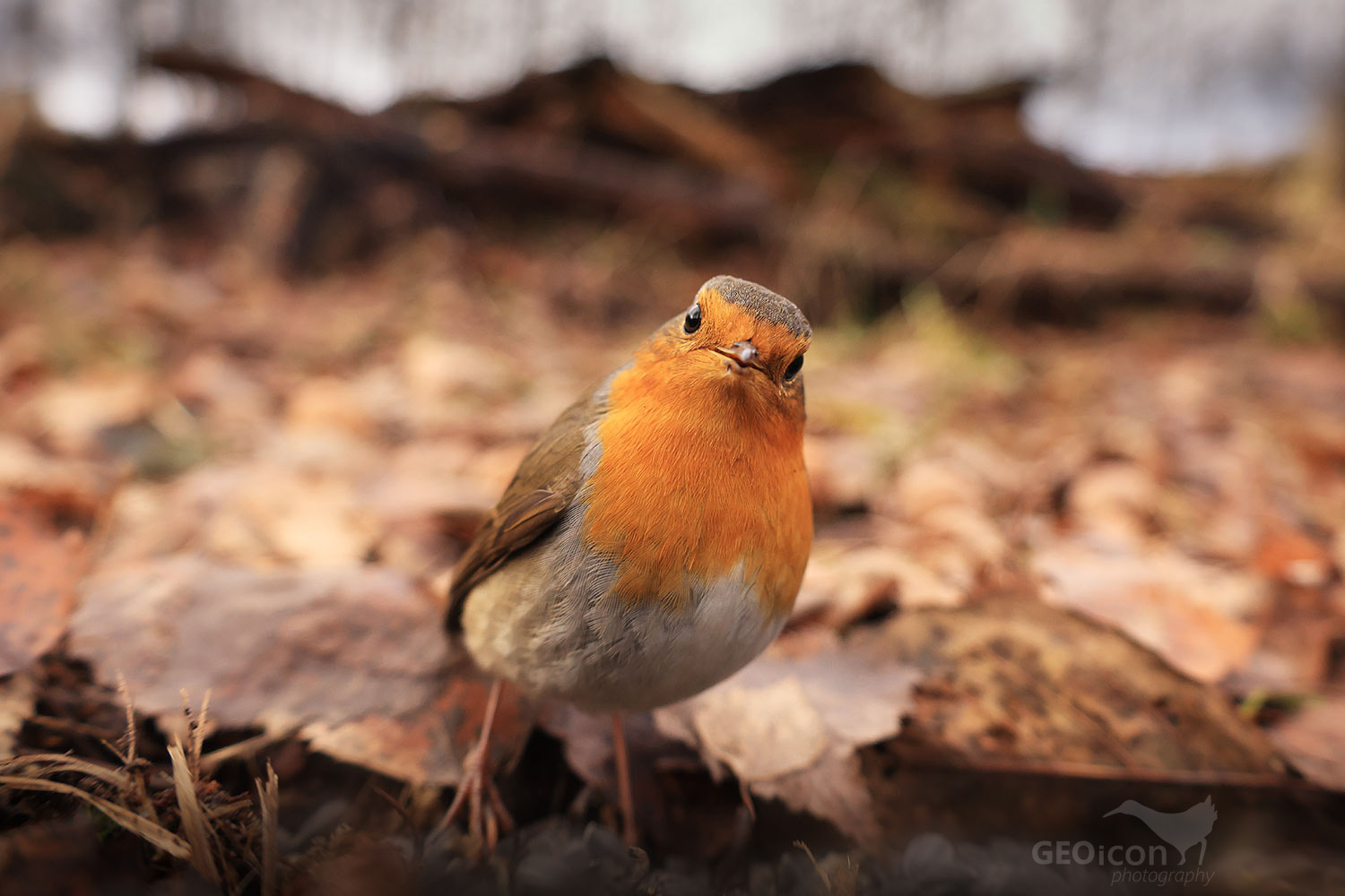 Robin / červenka obecná (Erithacus rubecula)