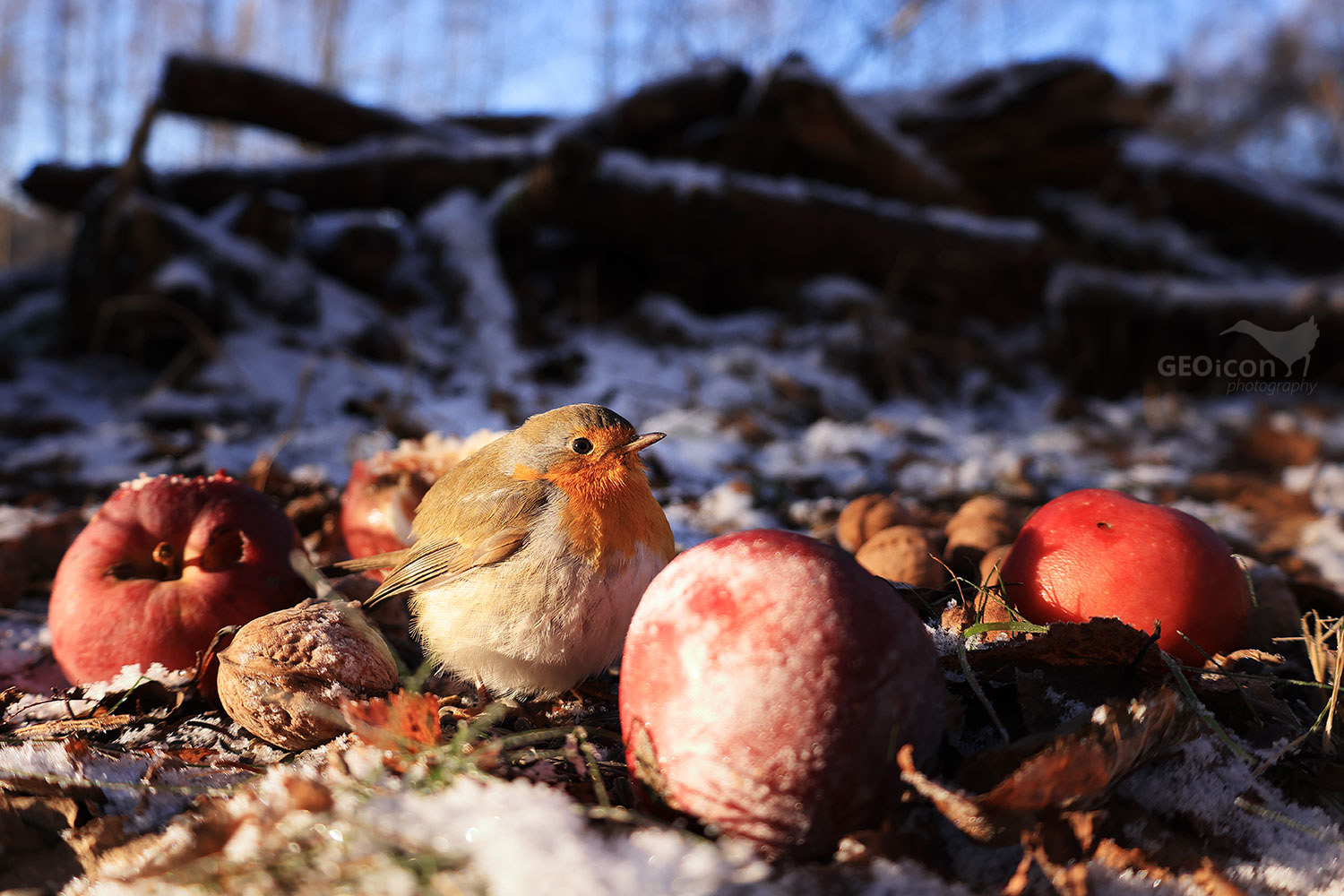 Robin / červenka obecná (Erithacus rubecula)