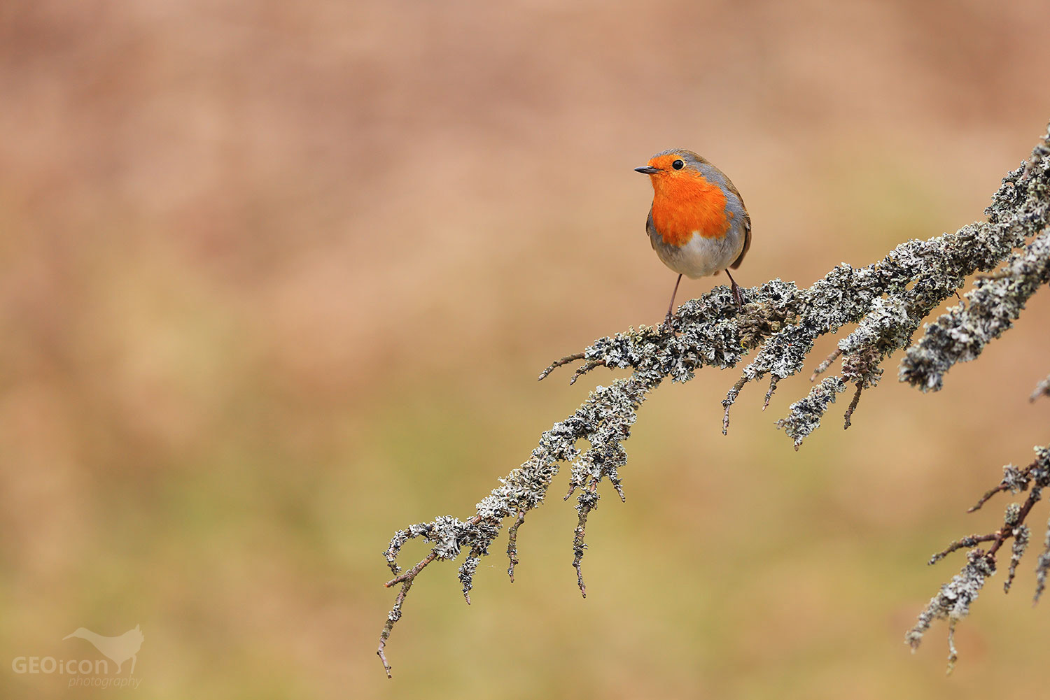 Robin / červenka obecná (Erithacus rubecula)