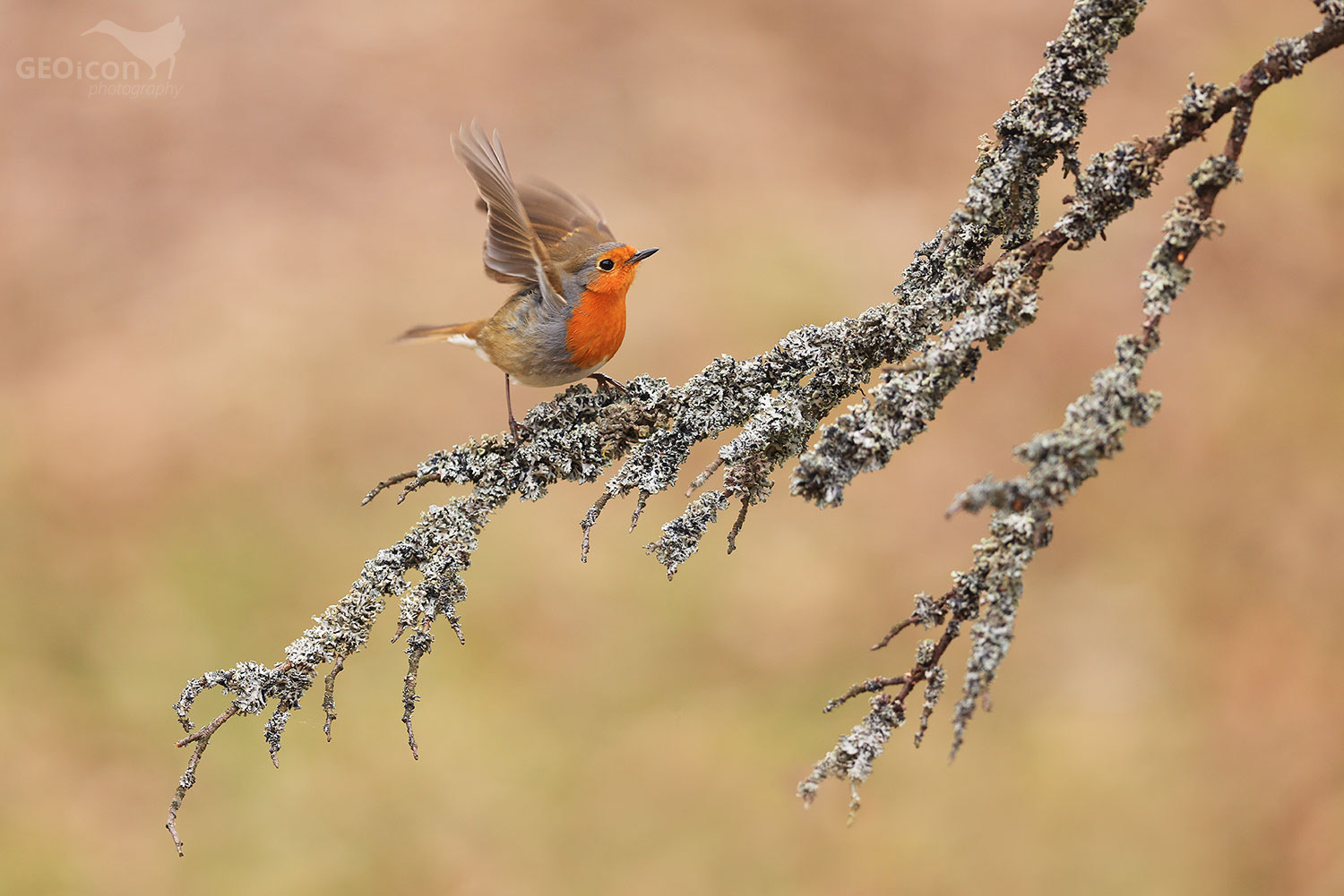 Robin / červenka obecná (Erithacus rubecula)