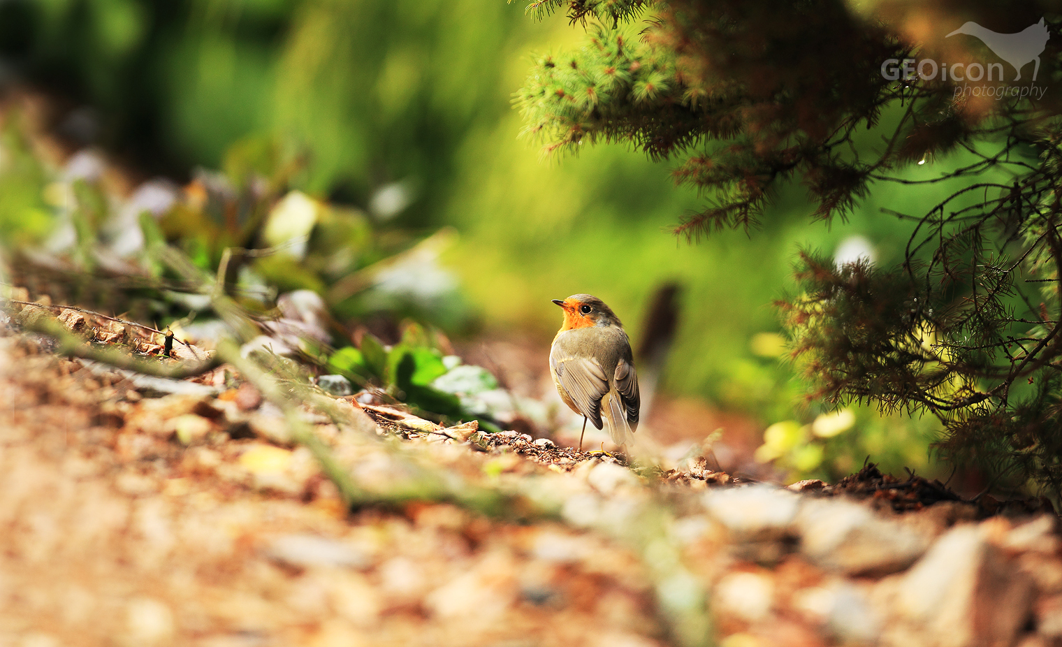 Robin / červenka obecná (Erithacus rubecula)