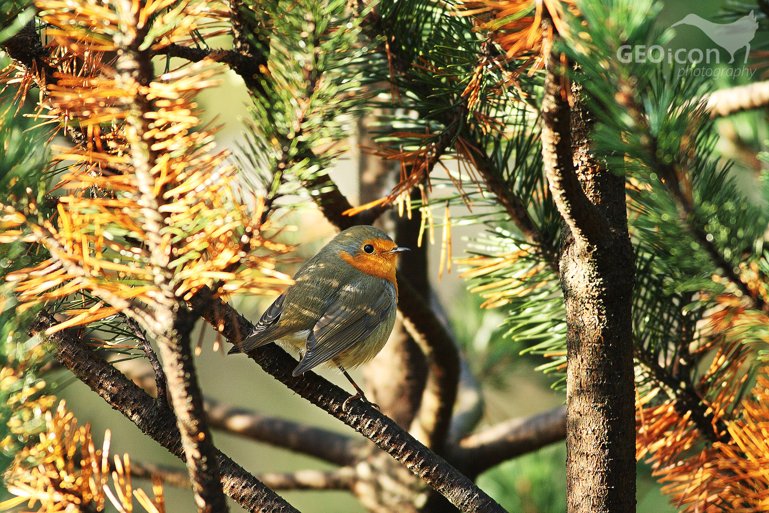 Robin / červenka obecná (Erithacus rubecula)