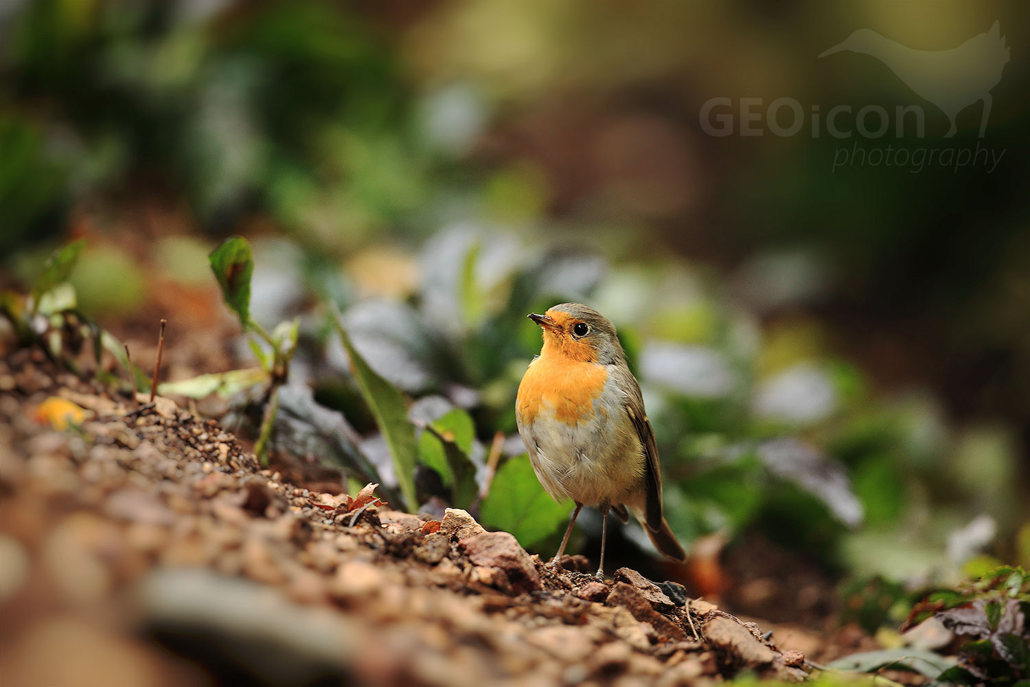 Robin / červenka obecná (Erithacus rubecula)