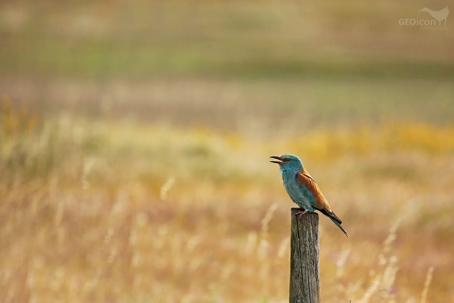 European roller / mandelík hajní (Coracias garrulus)
