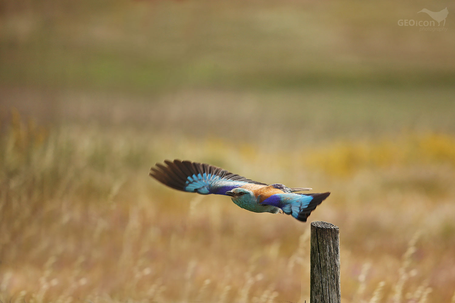 European roller / mandelík hajní (Coracias garrulus)