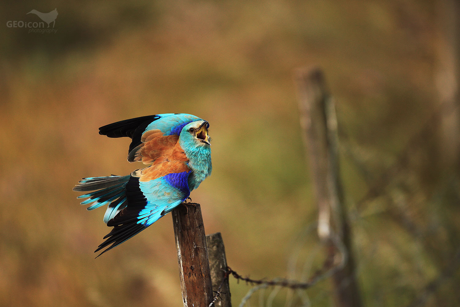 European roller / mandelík hajní (Coracias garrulus)