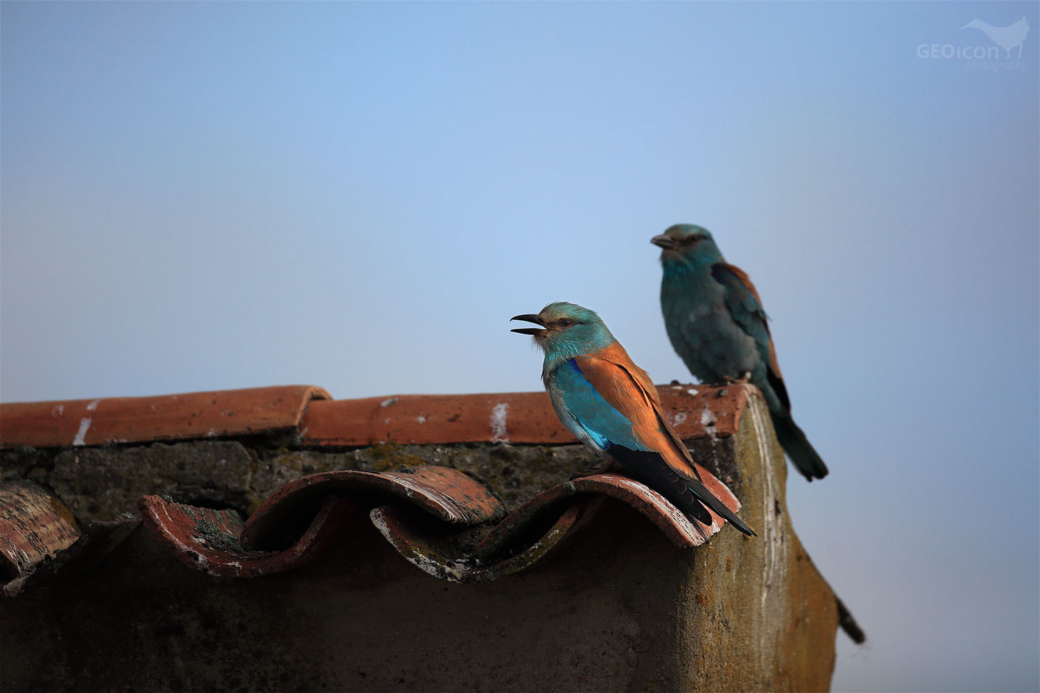 European roller / mandelík hajní (Coracias garrulus)