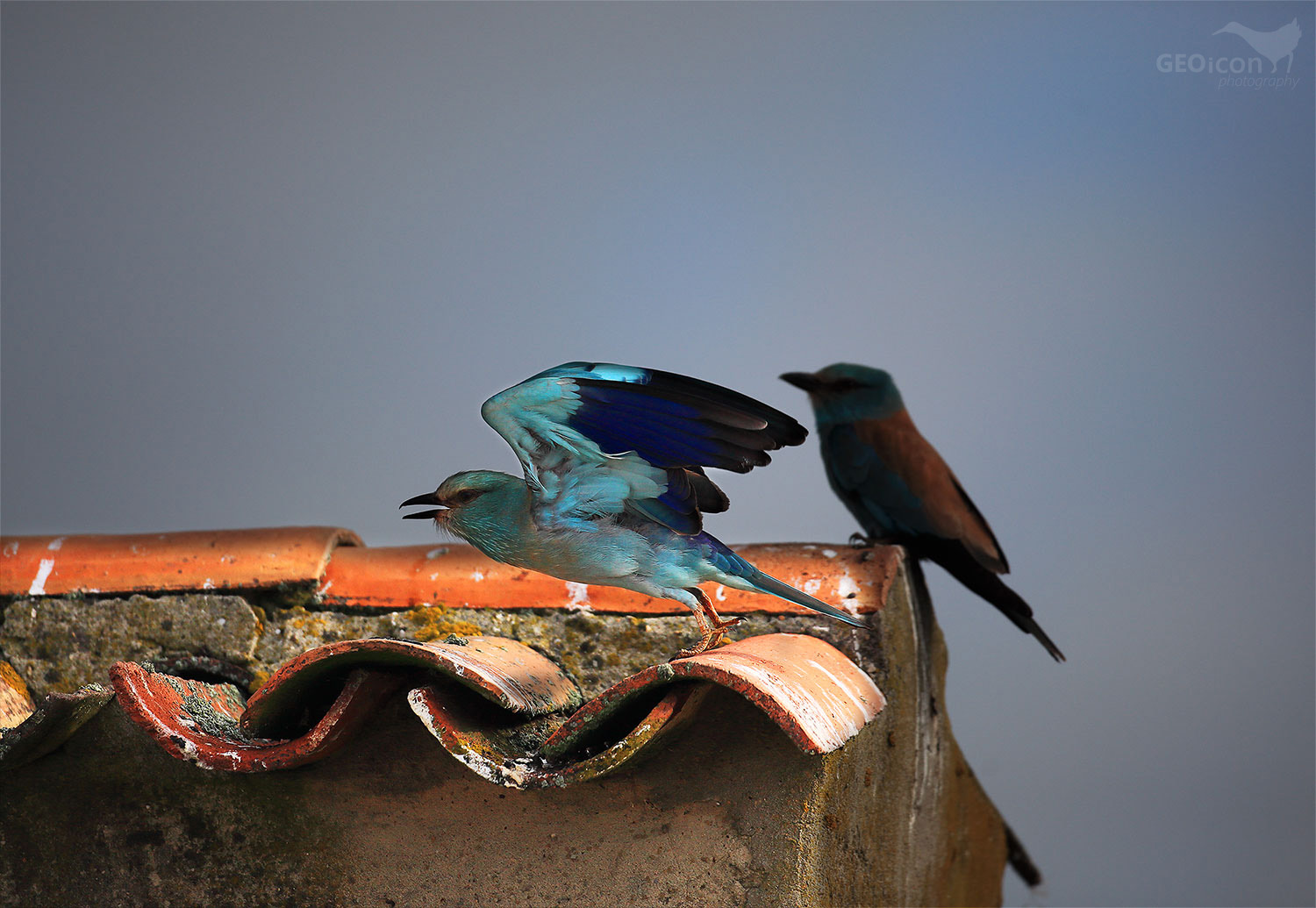 European roller / mandelík hajní (Coracias garrulus)