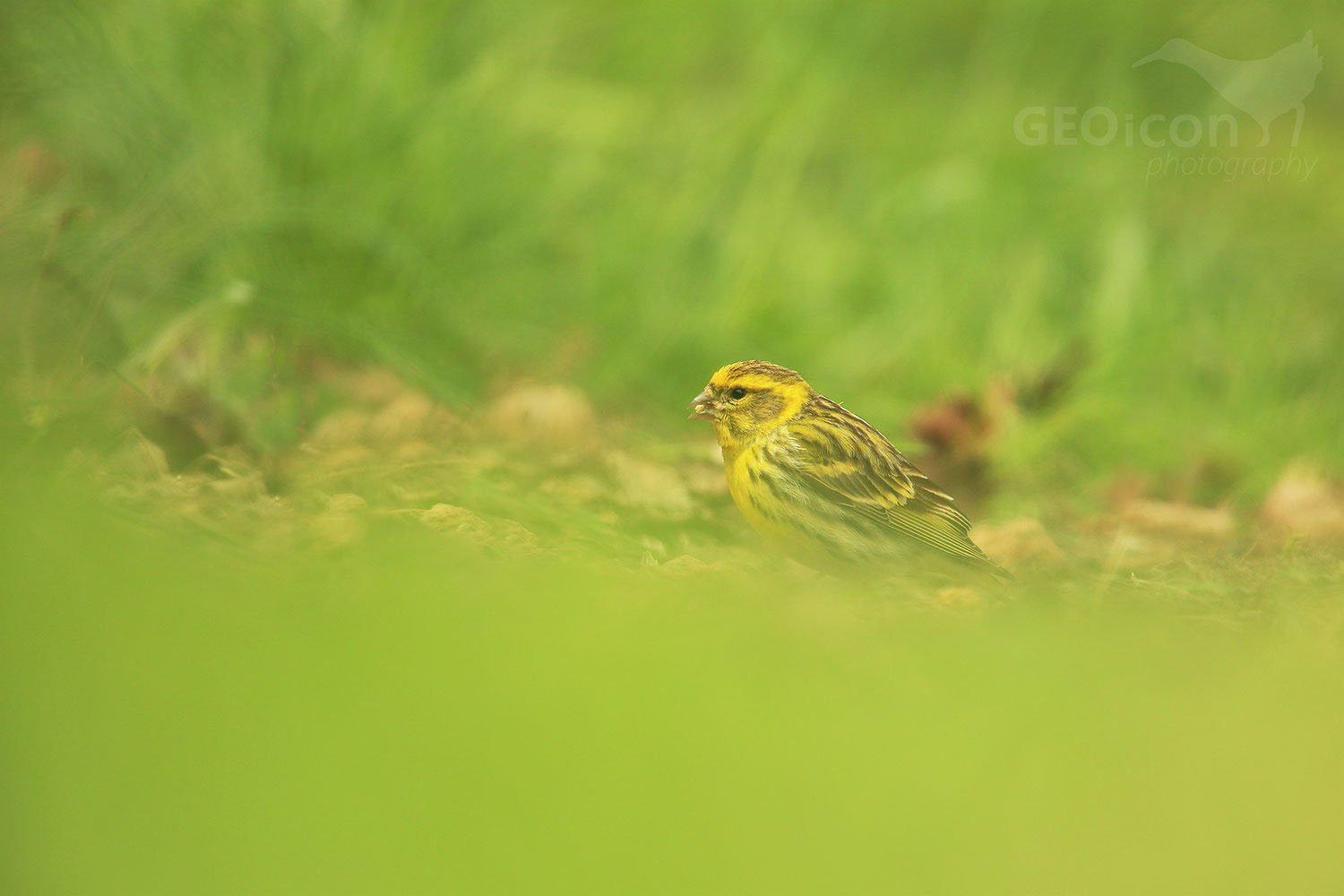 Serin / zvonohlík zahradní (Serinus serinus)