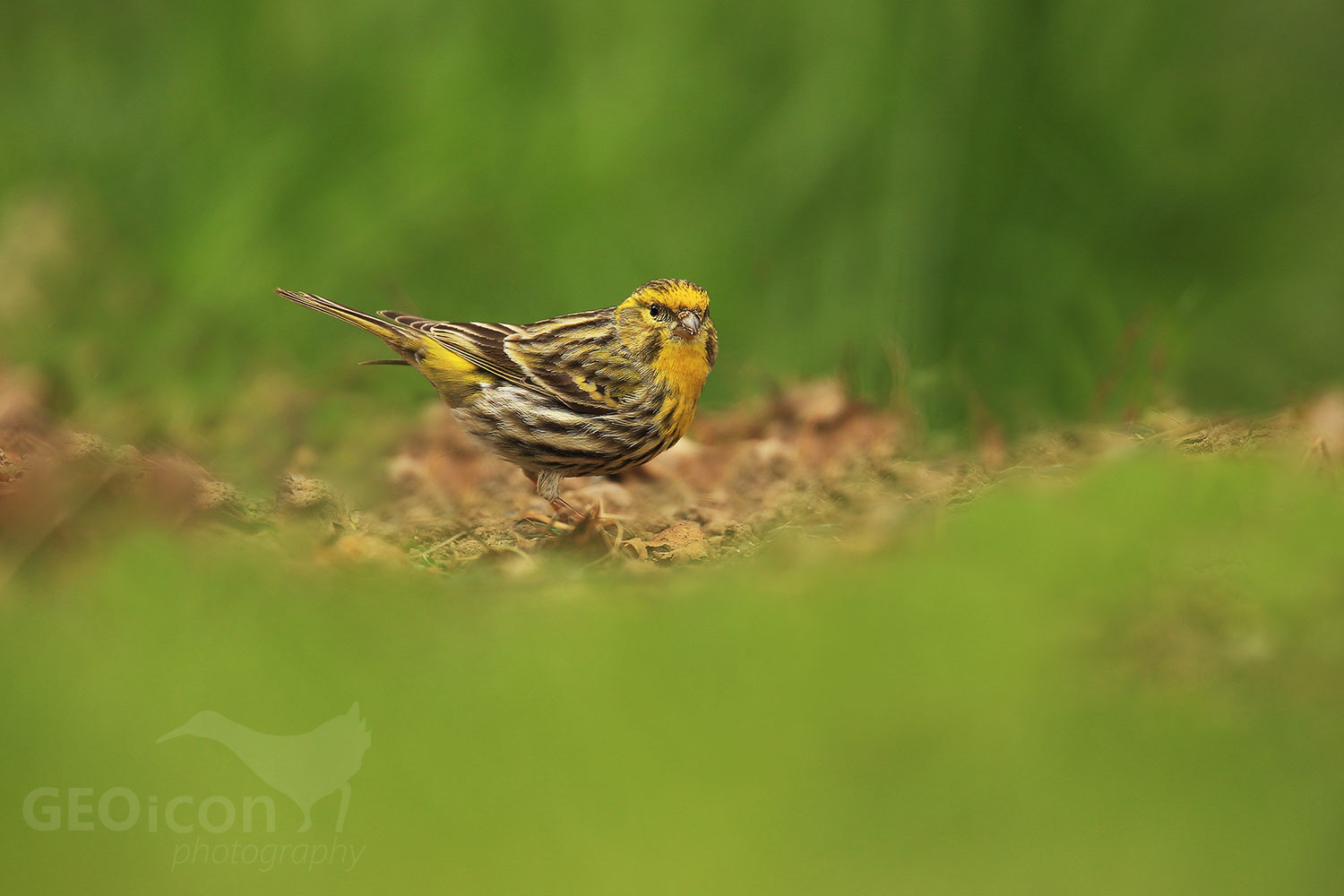 Serin / zvonohlík zahradní (Serinus serinus)