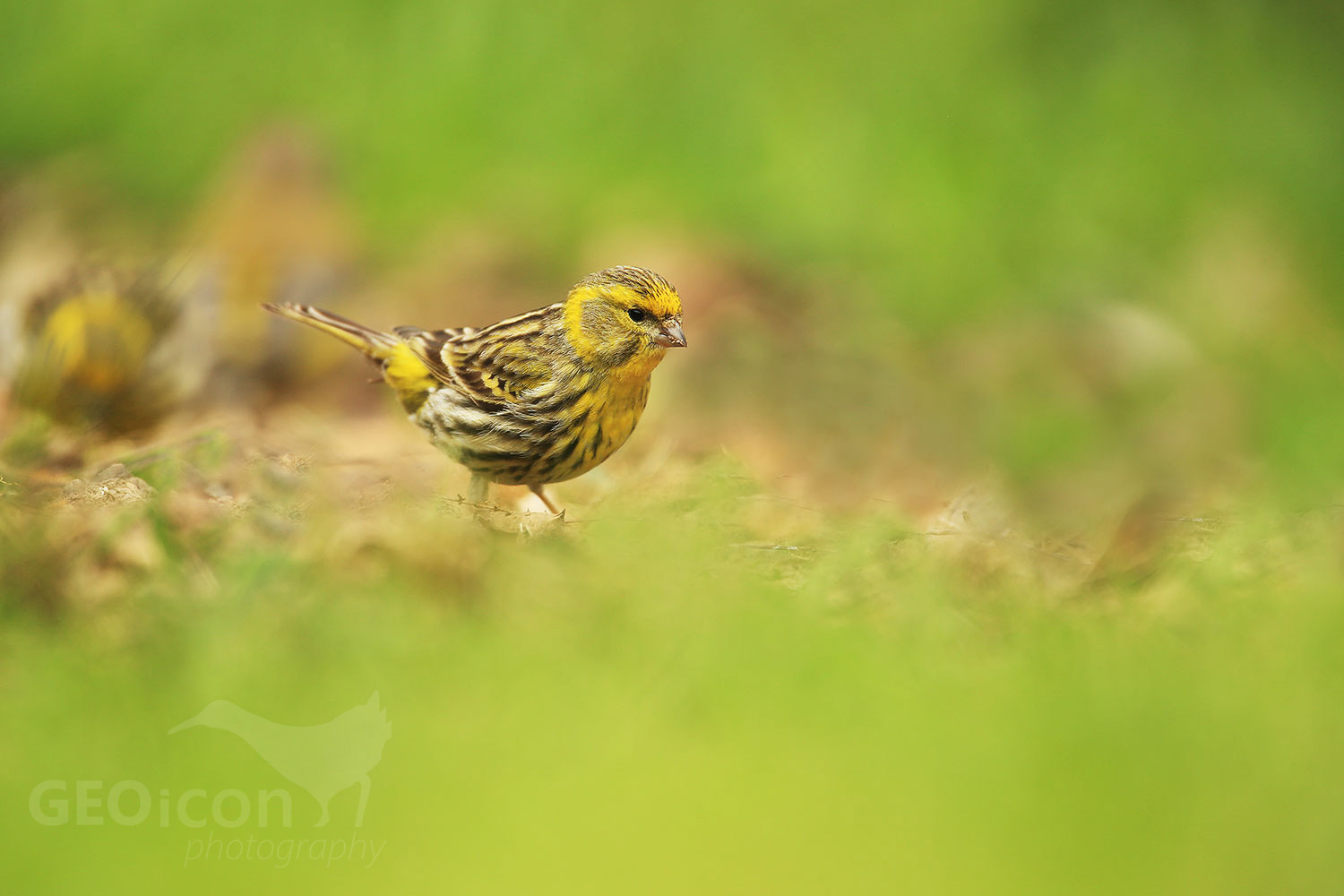 Serin / zvonohlík zahradní (Serinus serinus)