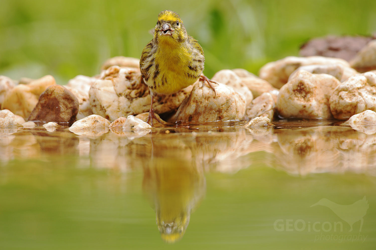 Serin / zvonohlík zahradní (Serinus serinus)