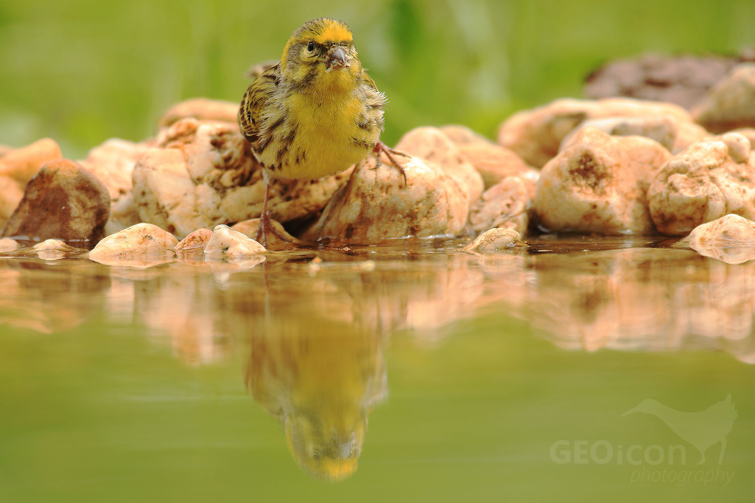 Serin / zvonohlík zahradní (Serinus serinus)