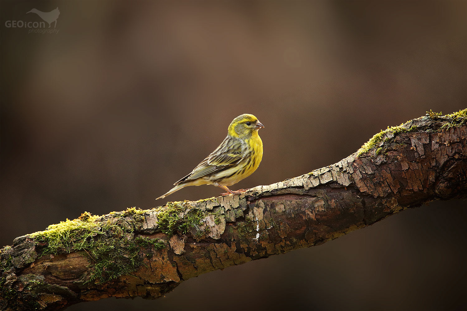 Serin / zvonohlík zahradní (Serinus serinus)