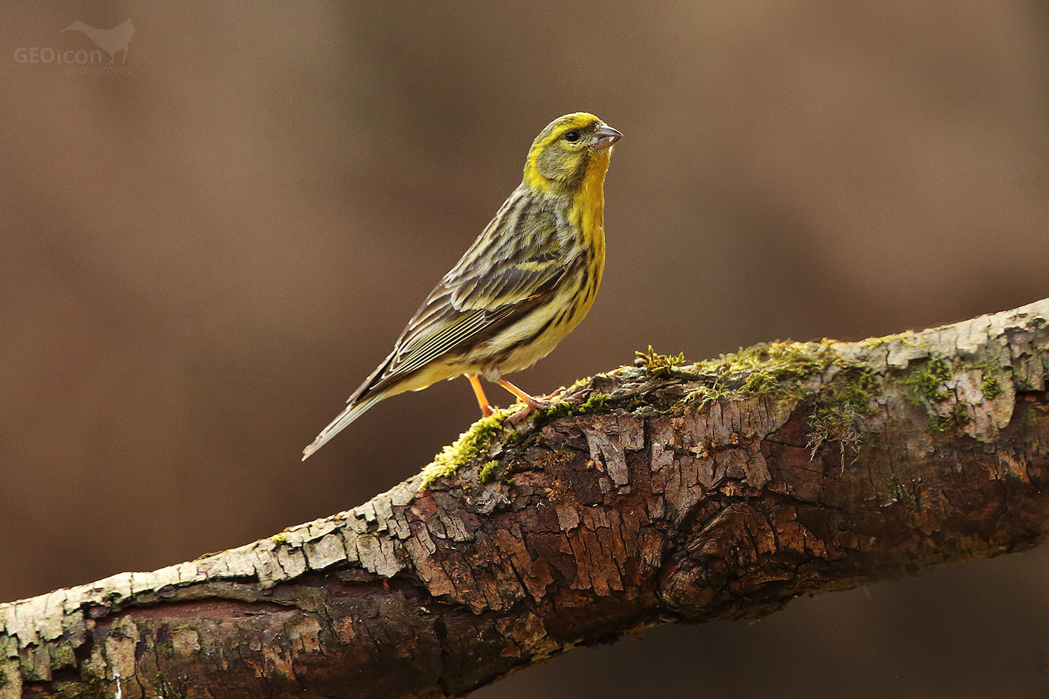 Serin / zvonohlík zahradní (Serinus serinus)