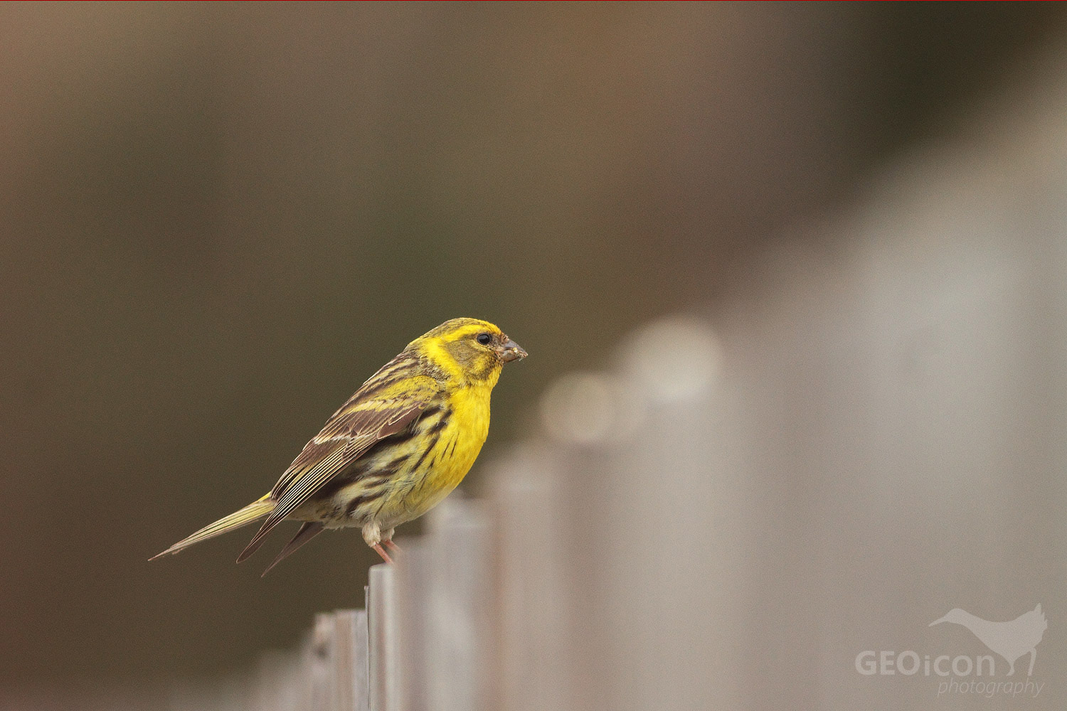 Serin / zvonohlík zahradní (Serinus serinus)