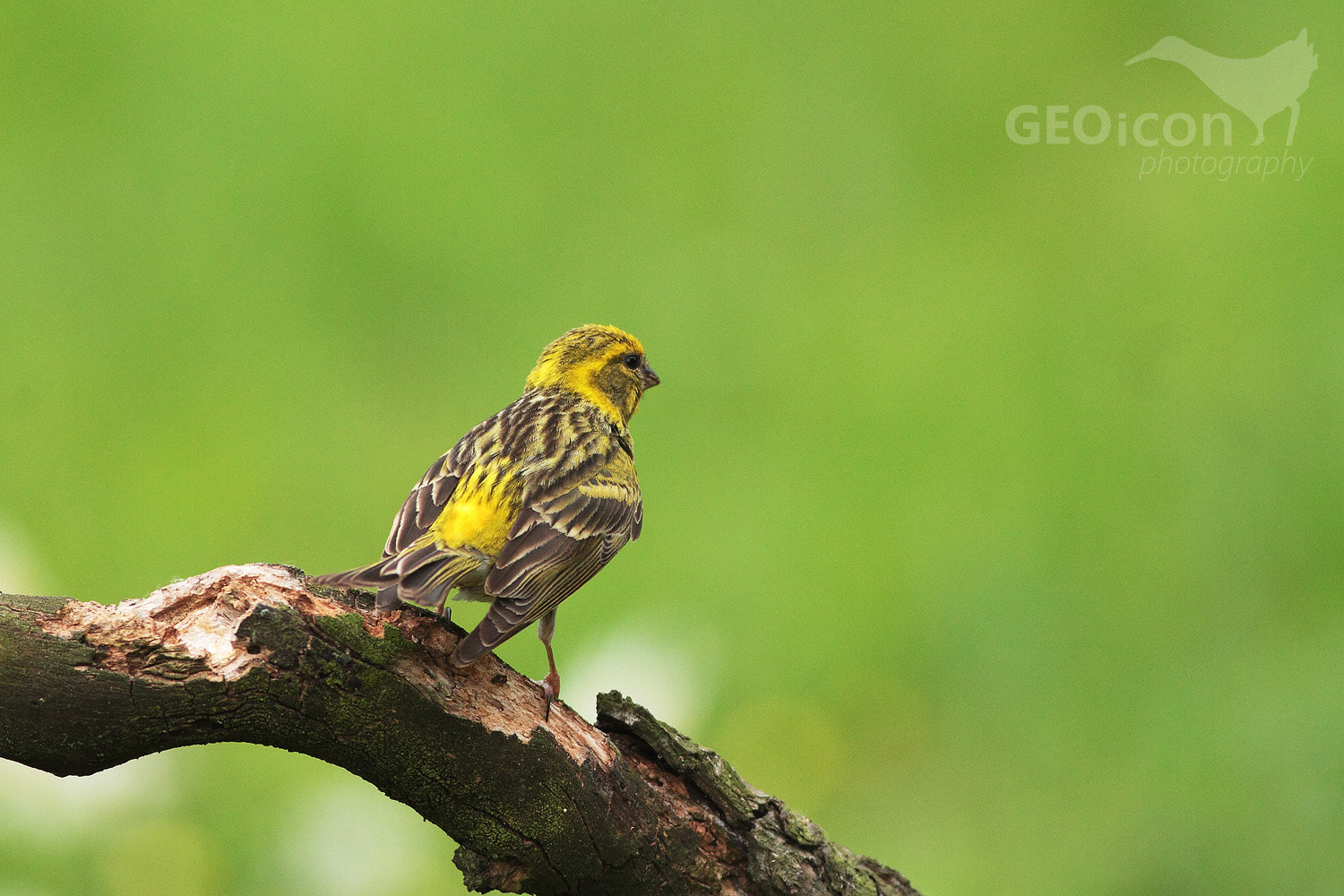 Serin / zvonohlík zahradní (Serinus serinus)