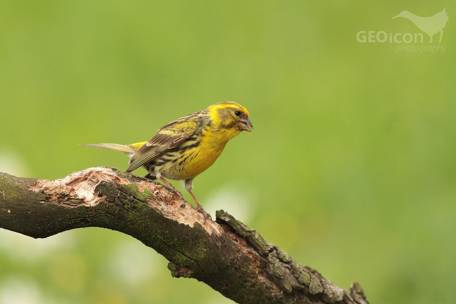 Serin / zvonohlík zahradní (Serinus serinus)